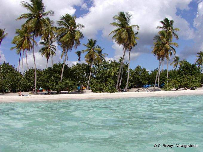 Palm trees on the playa Bayahibe, Dominican Rep.