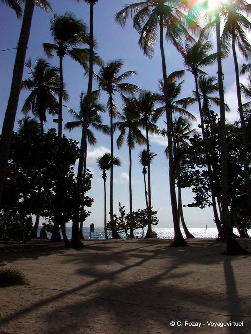 Shade of coconut palms on the back of the beach, Bayahibe, Dominican Rep.