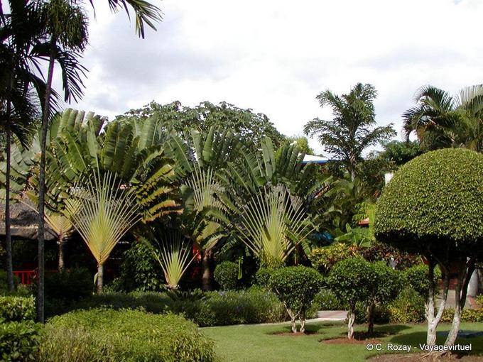 Trees travelers, hotel Domican Bay, Boca Chica, Dominican Rep.