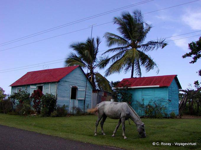 Horse grazing in front of the traditional huts, Dominican Rep.