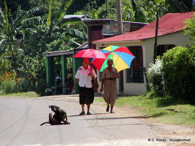 Under the sun umbrellas and dog scratching, Dominican Rep.
