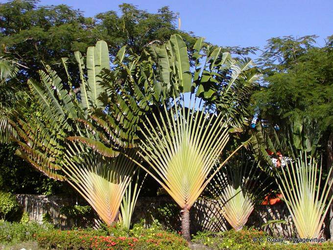 Traveller's Tree, Dominican Rep.