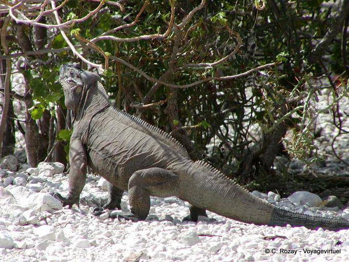 Rhinoceros iguana in action, Enriquillo Iguana, Dominican Rep.
