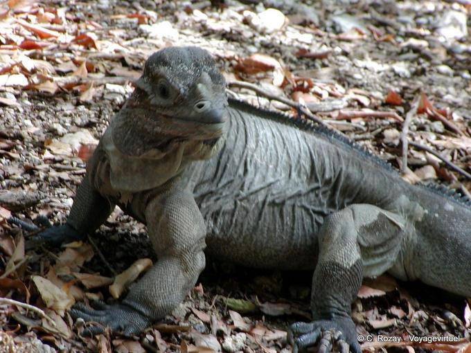 Look of iguana on the shore of Lago Enriquillo, Dominican Rep.