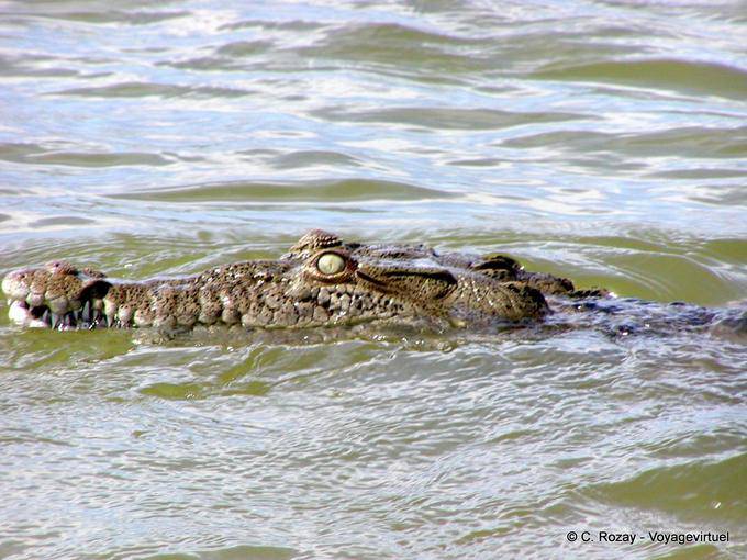 Crocodile head (Crocodylus acutus), Lake Enriquillo, Dominican Rep.