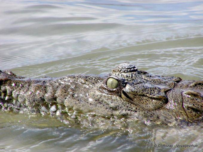 The eye of the American crocodile, Lago Enriquillo, Dominican Rep.