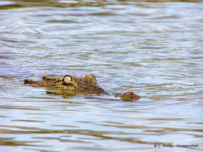 Eye and nose crocodile emerging from the salty waters of Lake Enriquillo, Dominican Rep.