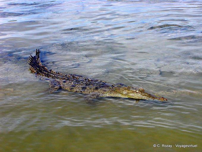 Crocodile with the approach in the salt water lake, Lago Enriquillo, Dominican Rep.