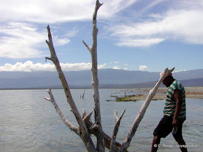 Loneliness and dead wood, Lake Enriquillo, Dominican Rep.