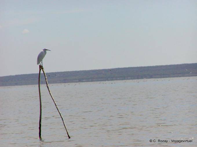 White heron or egret perched, Lake Enriquillo, Dominican Rep.