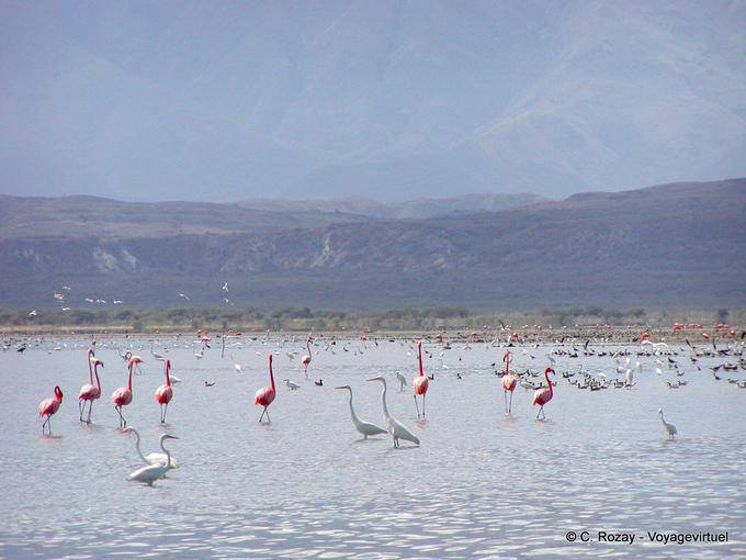 Flock of pink flamingos and egrets, Lago Enriquillo, Dominican Rep.