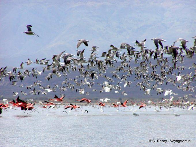 Flight of birds on the lake, Lago Enriquillo, Dominican Rep.