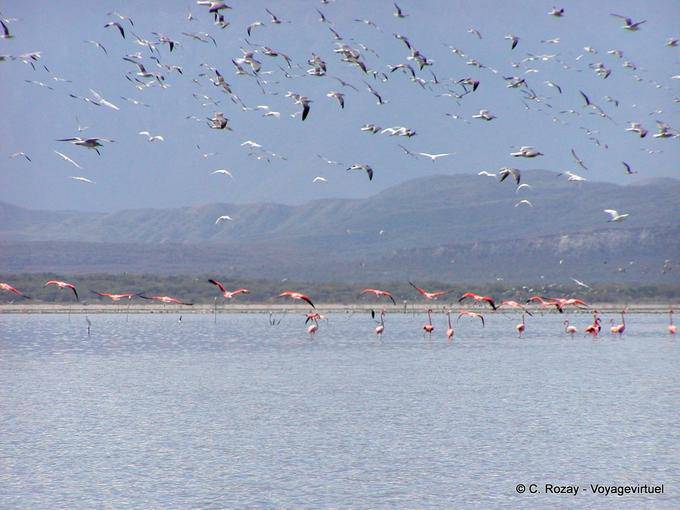 Crowd of birds flying over the Lago Enriquillo, ornithological paradise, Dominican Rep.
