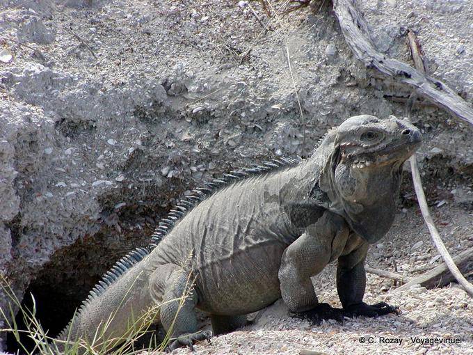 Terrier iguana, Parque Nacional Lago Enriquillo and Isla Cabritos, Dominican Rep.
