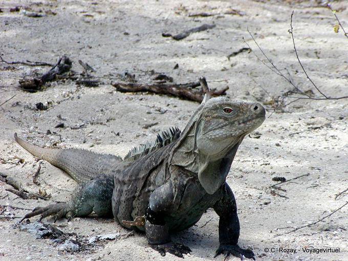 Iguana del Lago Enriquillo Cabritos, Dominican Rep.