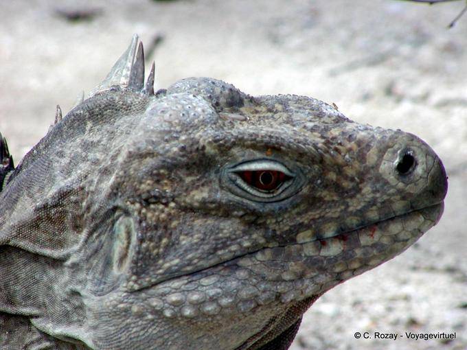 Head Rhinoceros Iguana Iguana or Ricordi, Lake Enriquillo, Dominican Rep.