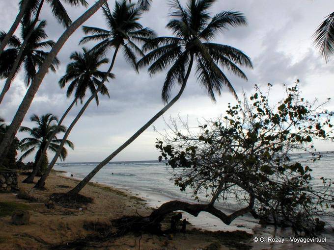Coconut examined the deserted beach, Juan Dolio, Dominican Rep.
