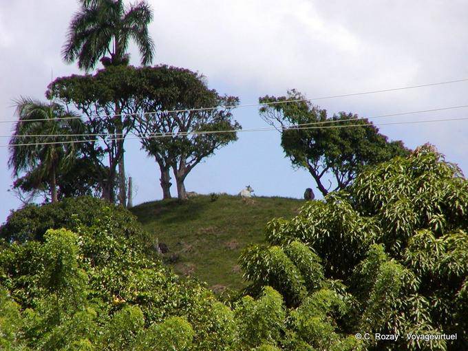 Cattle on top of a hill, Loaves, Dominican Rep.