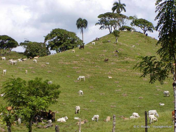 Herd grazing on the relief to Loaves, Dominican Rep.