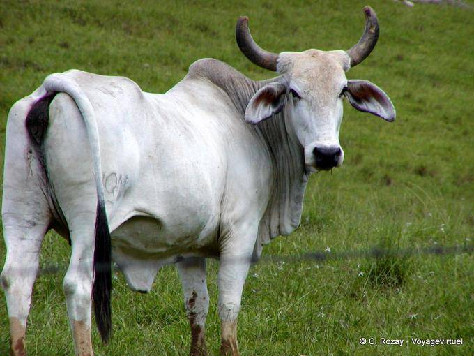 Zebu field, Miches Hata Mayor, Dominican Rep.