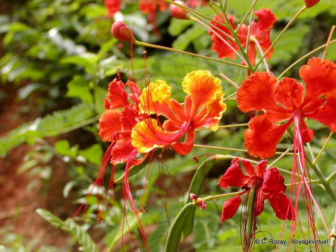 beautiful flowers, Dominican Rep.
