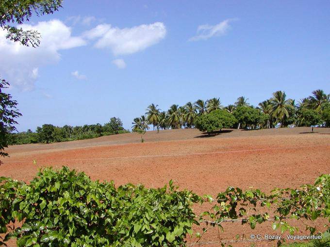 Red earth, Loaves, Hata Mayor, Dominican Rep.