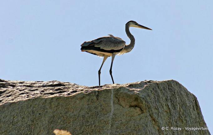 Heron on the rock by the river, Aswan - Egypt