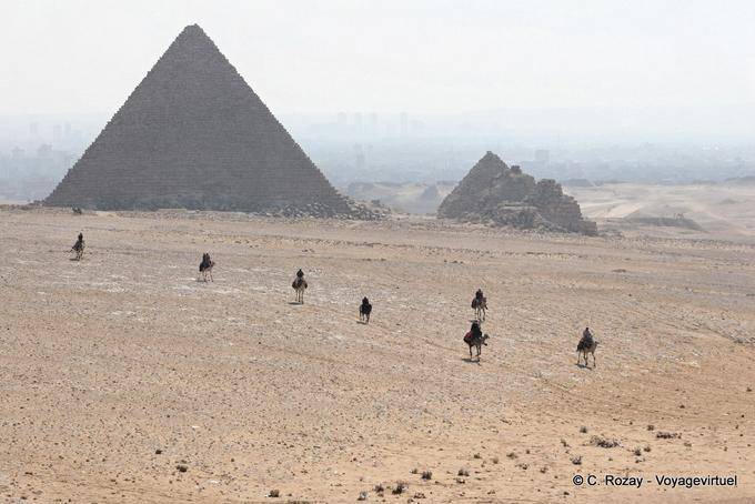 Camel in the desert of the Giza Necropolis - Egypt