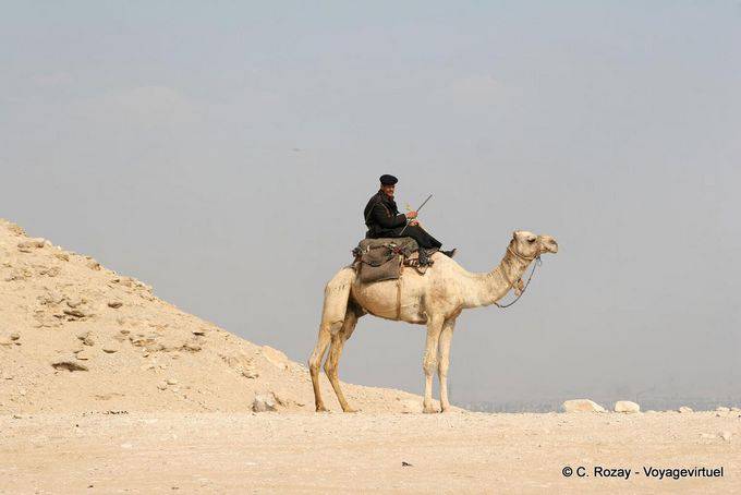 Camel Police, Saqqara - Egypt