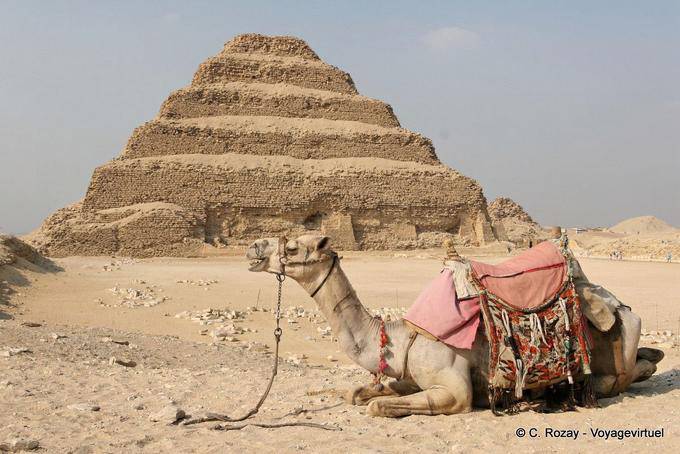 Camel at the foot of the pyramid, Saqqara - Egypt