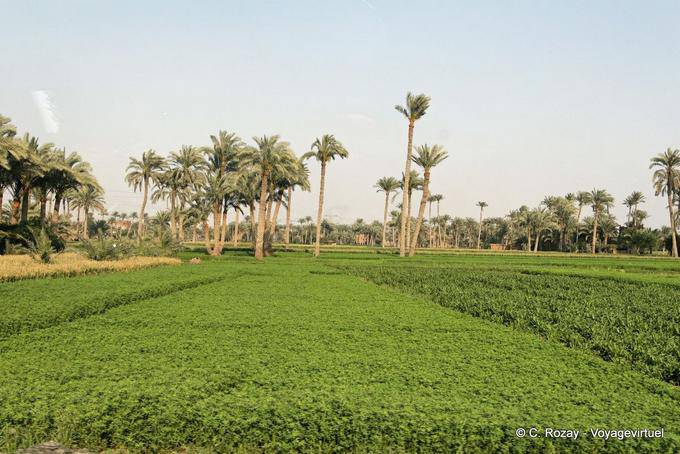 Field nearby Saqqara - Egypt