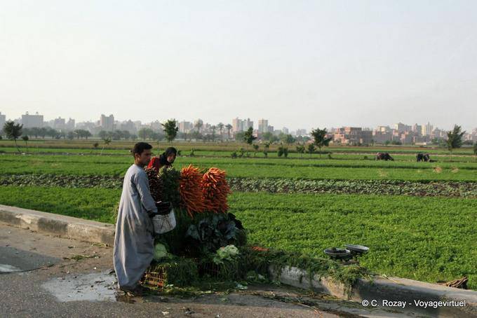 Freshly harvested carrots and other vegetables, Cairo - Egypt