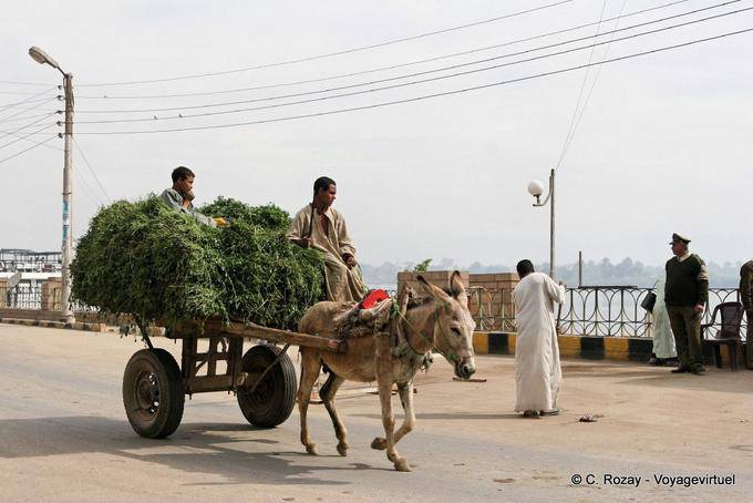 Charette grass pulled by a donkey, daily life in Esna - Egypt