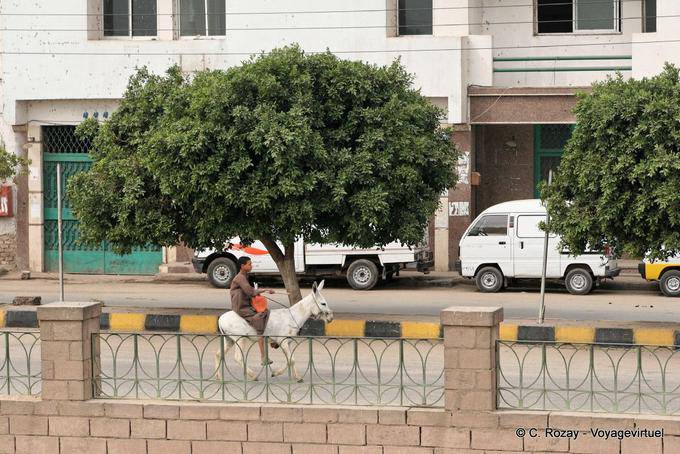 A donkey on El Bahr dock, Esna - Egypt