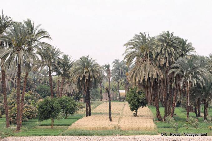 Countryside cultivated field around Esna - Egypt