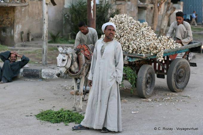 Marchand garlic, Luxor - Egypt