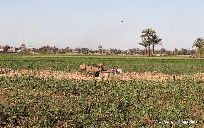 Wagon driving in the middle of the harvest, a suburb of Luxor - Egypt