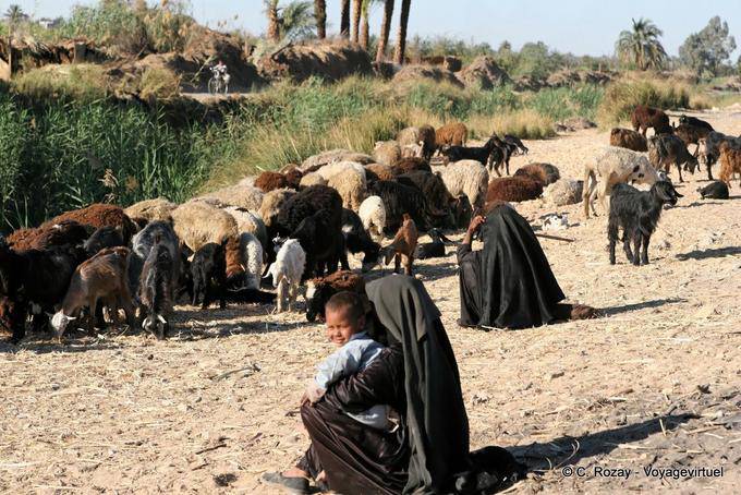 Herd of babysitters, near Luxor - Egypt