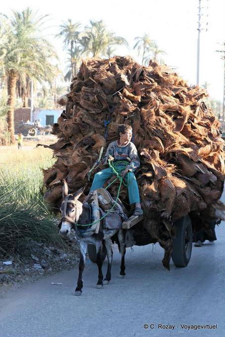 Carriage of palm bark, Luxor - Egypt