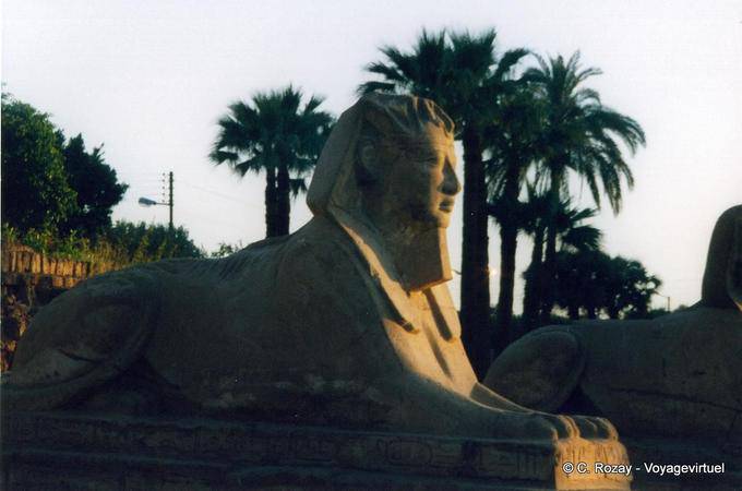 King head Sphinx, Luxor Temple dromos - Egypt