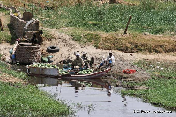 Watermelon producers Nile - Egypt