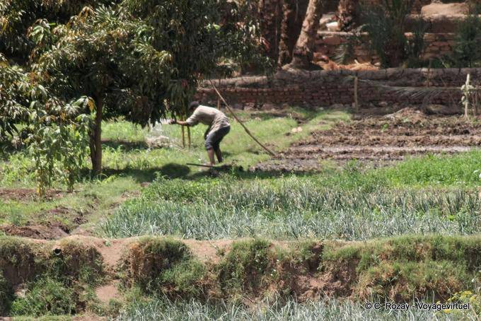Working the land on the banks of the Nile - Egypt