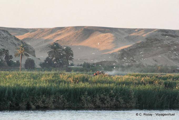 Flight of birds Nile - Egypt