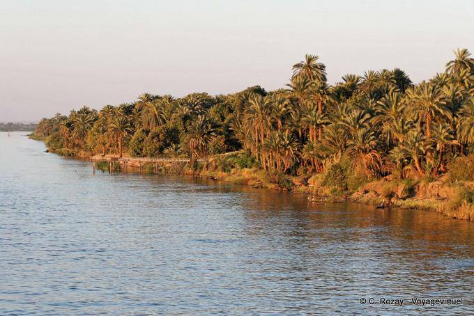 Palm forest, Nile shore - Egypt