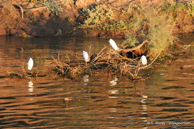 Great Egrets hunting, Nil - Egypt