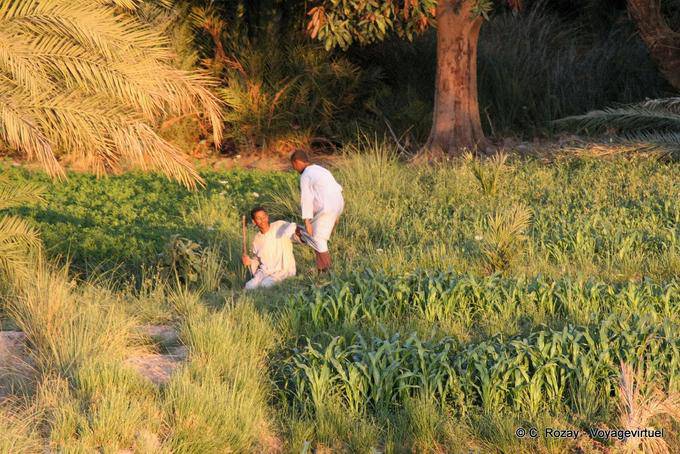 Teens games on a bank of the Nile - Egypt