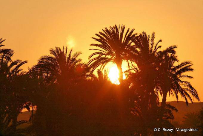 Sunset behind the palm trees - Egypt