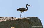 Heron on the rock by the river, Aswan, Egypt.