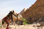 Portrait dun camel in front of pyramids, Giza, Egypt.