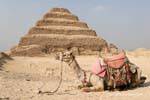Camel at the foot of the pyramid, Saqqara, Egypt.